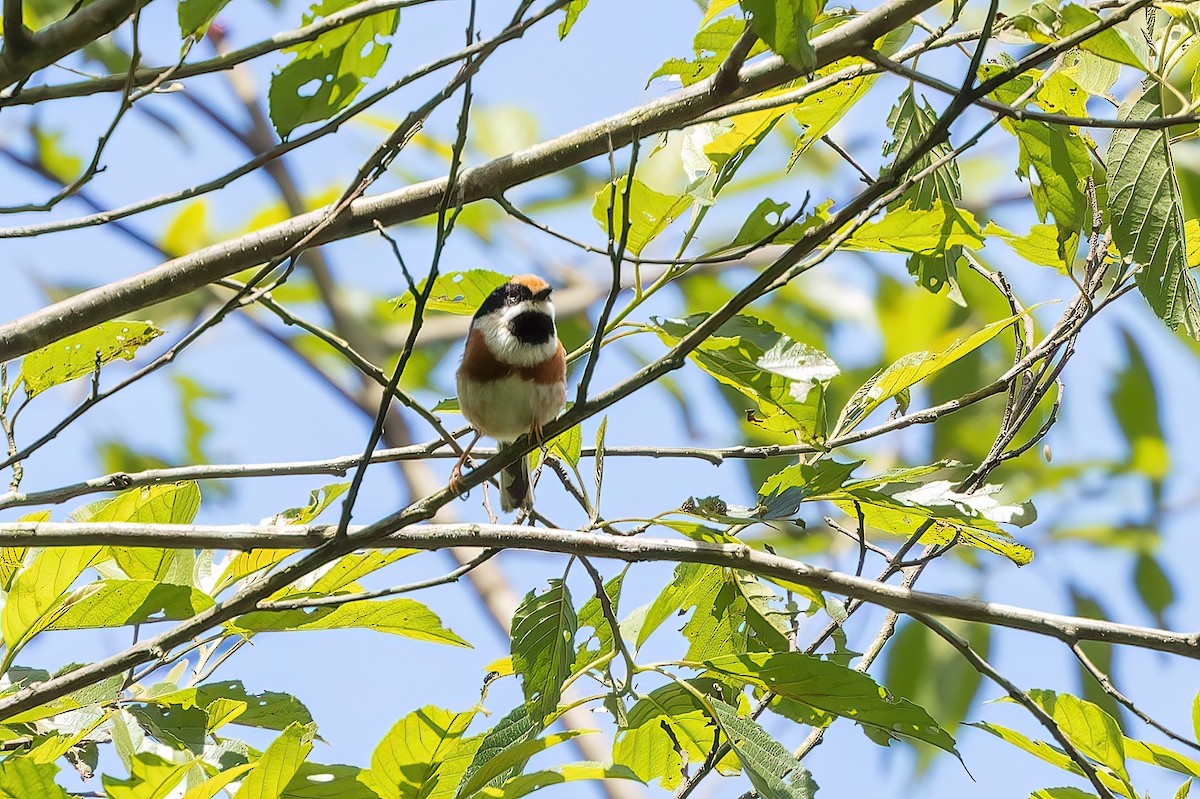 Black-throated Tit - ML620740677