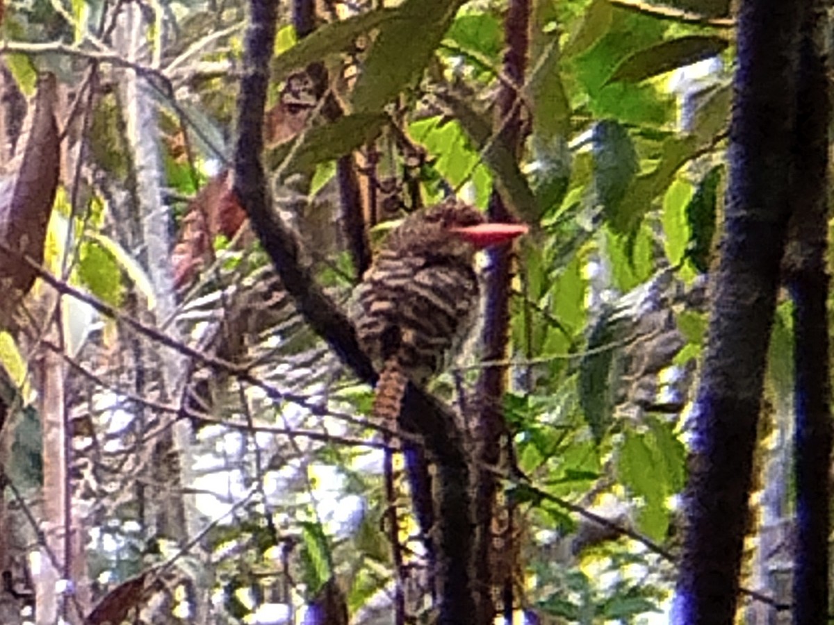 Banded Kingfisher - ML620740681