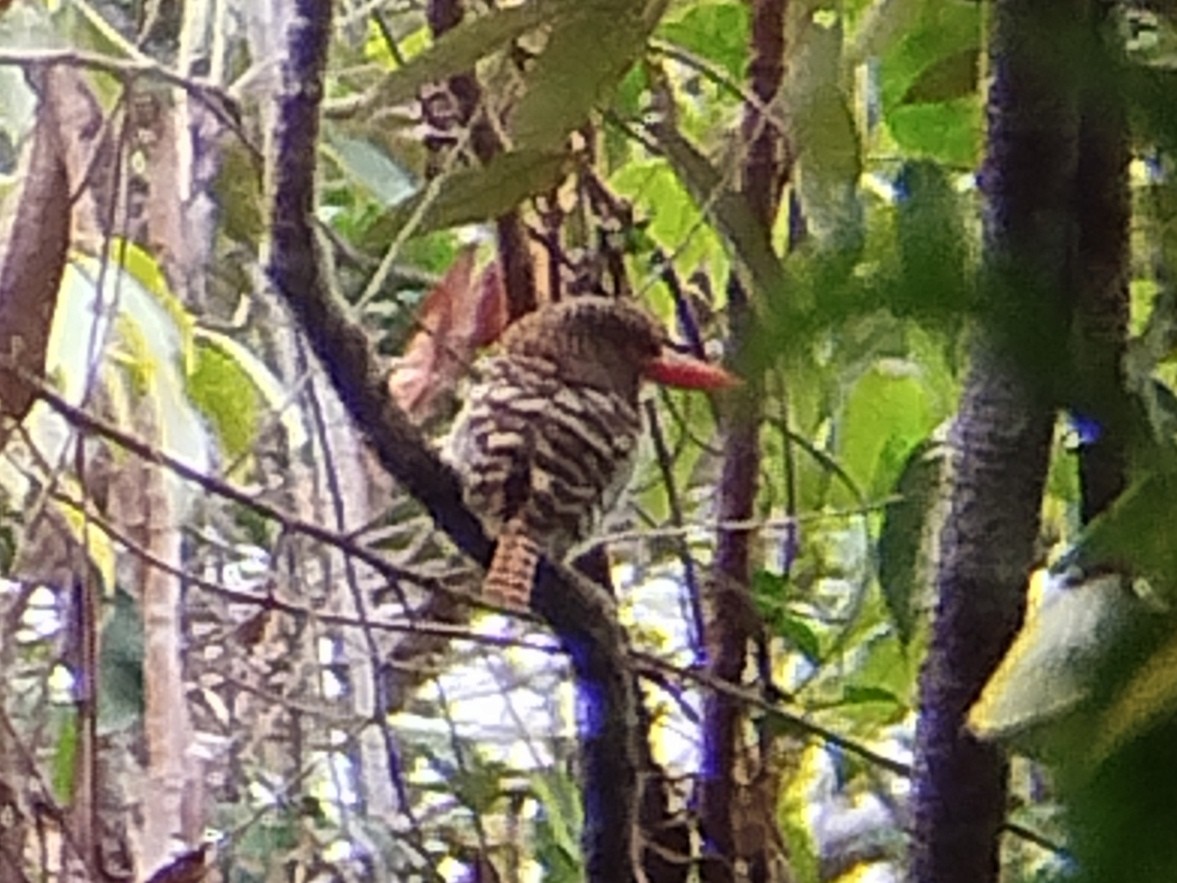 Banded Kingfisher - ML620740682