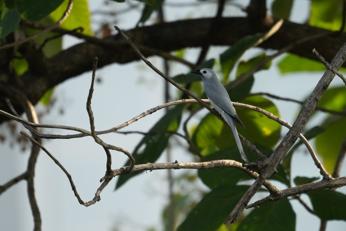 Kül Rengi Drongo - ML620740683