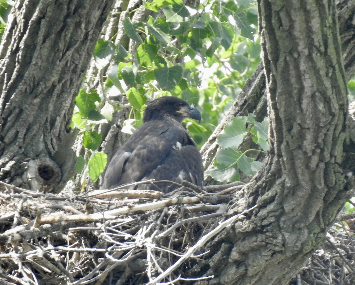 Weißkopf-Seeadler - ML620740685