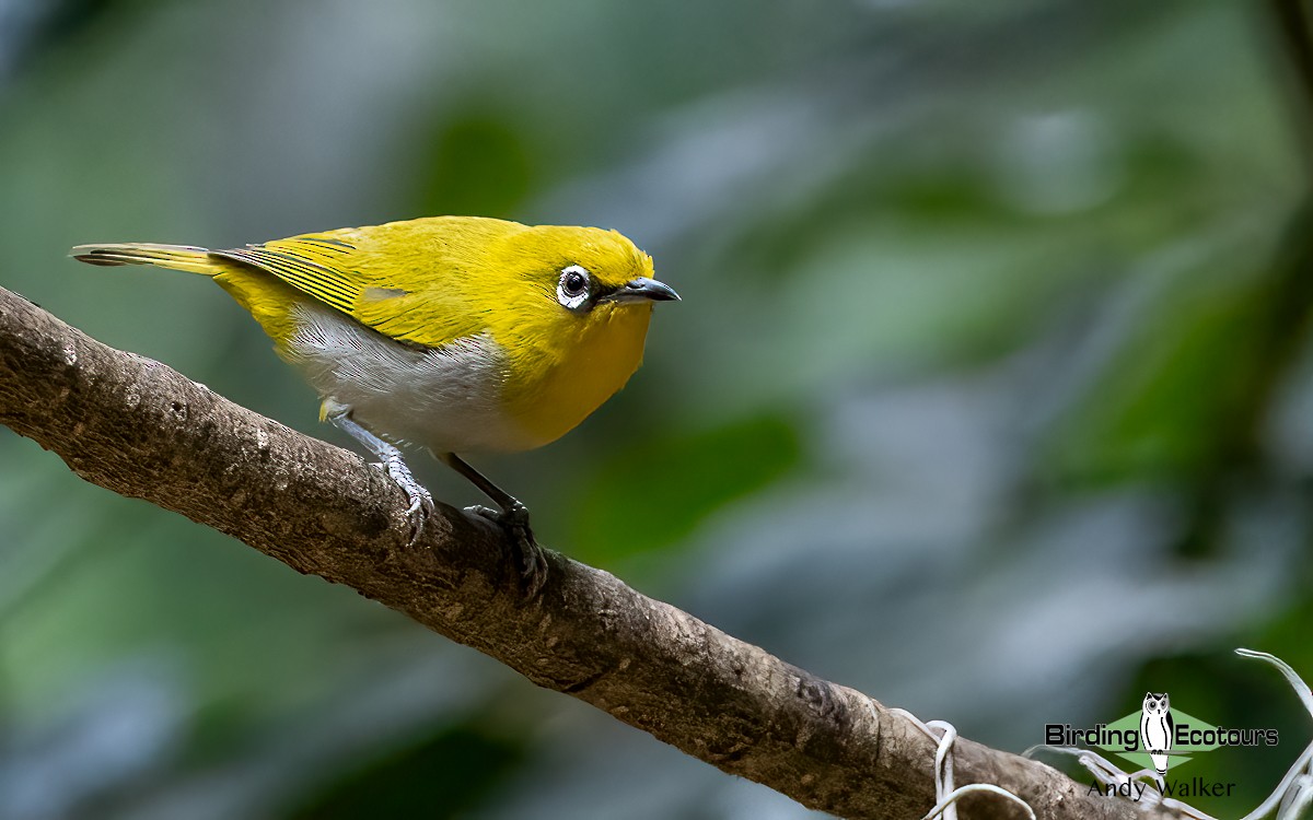 Indian White-eye - ML620740686