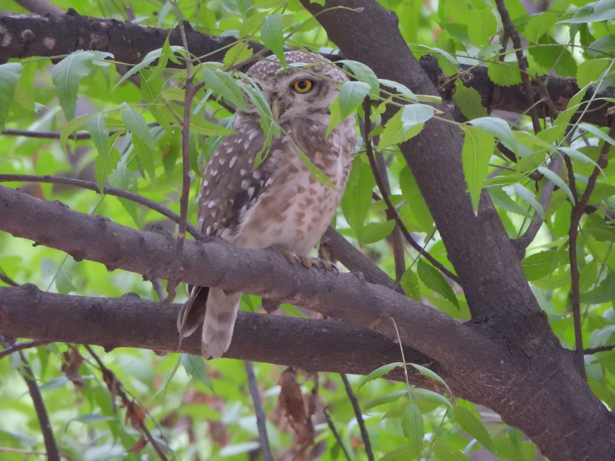 Spotted Owlet - ML620740687