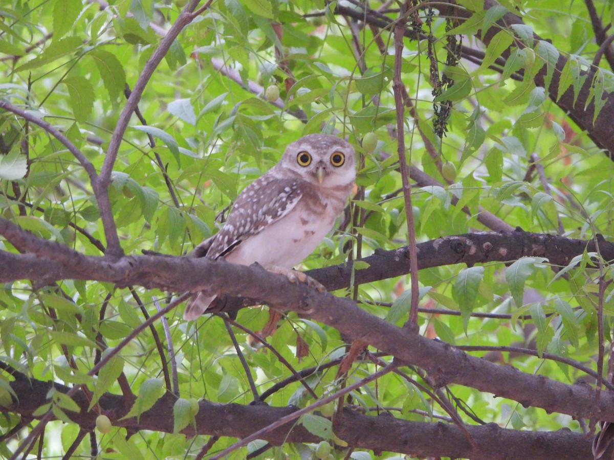 Spotted Owlet - ML620740688