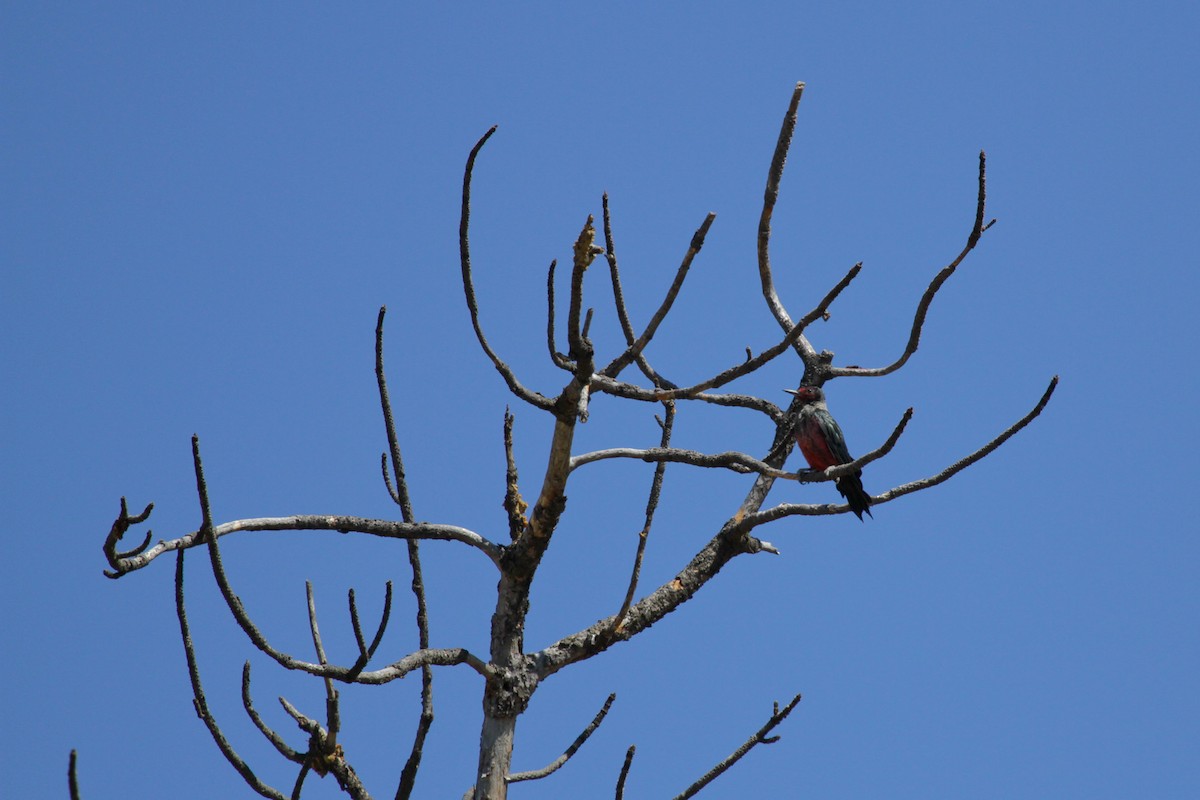 Lewis's Woodpecker - ML620740689