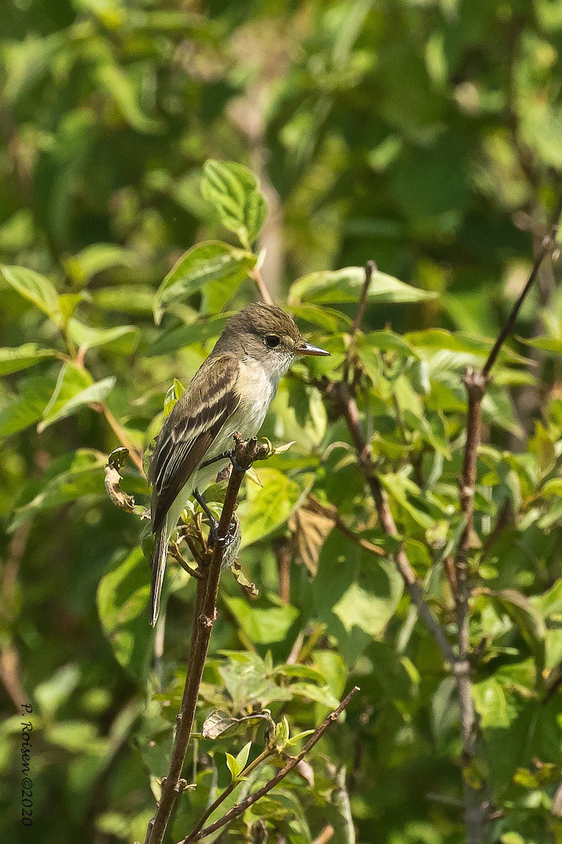 Willow Flycatcher - ML620740690