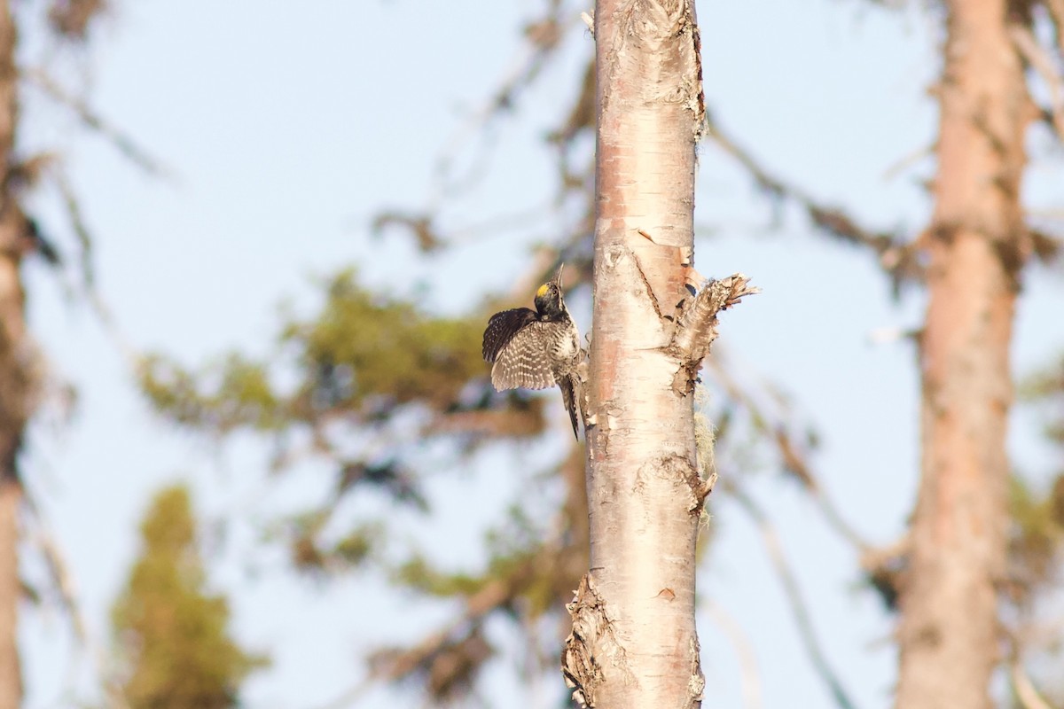 American Three-toed Woodpecker - ML620740692