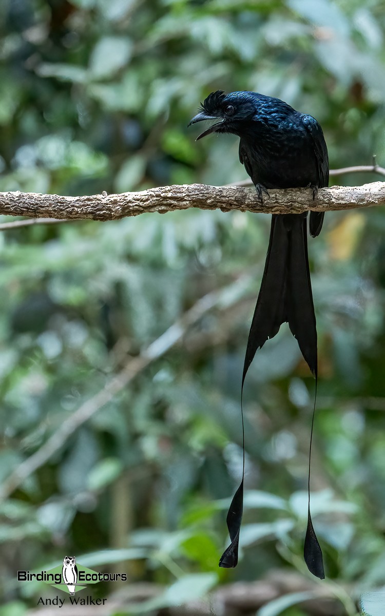 Greater Racket-tailed Drongo - ML620740693