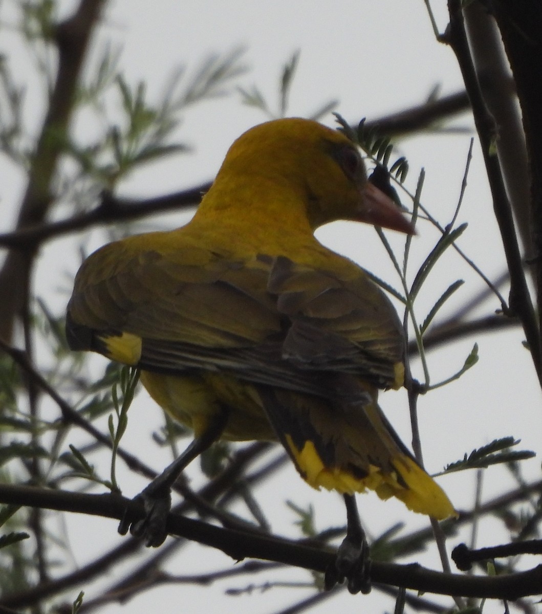 Indian Golden Oriole - ML620740694