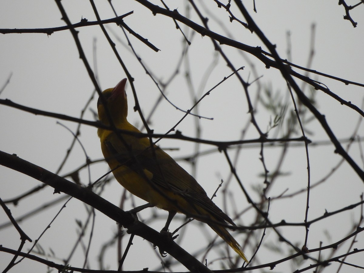 Indian Golden Oriole - ML620740695