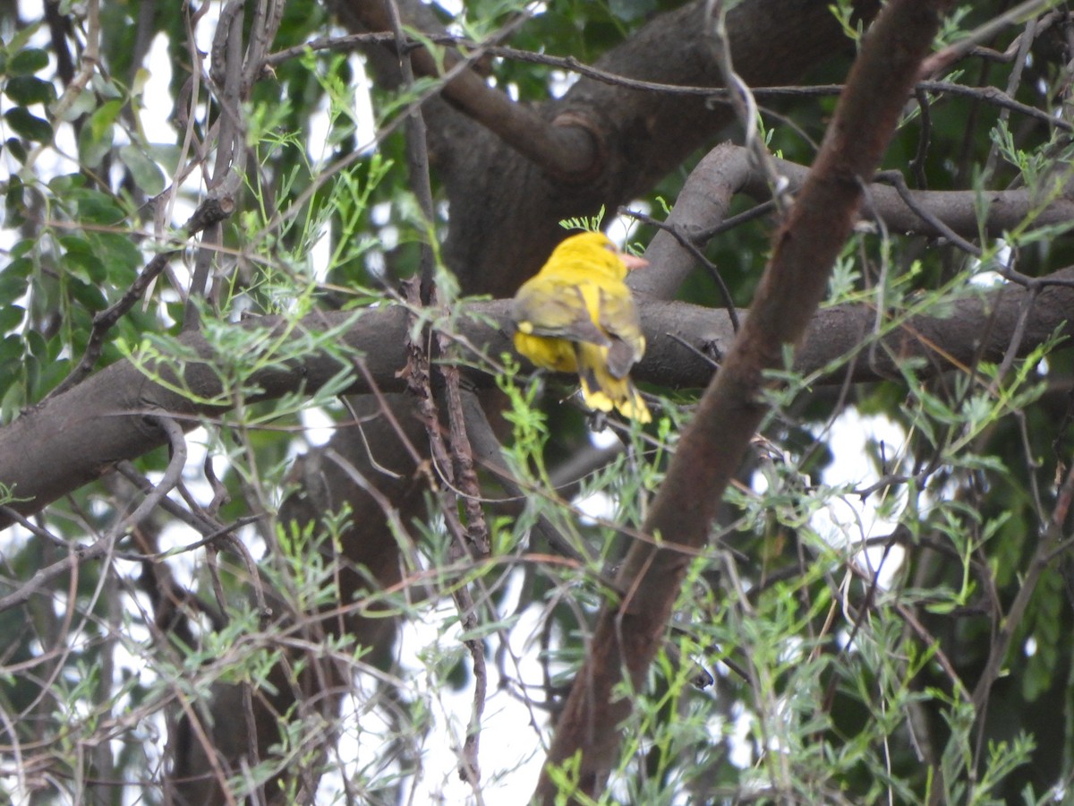 Indian Golden Oriole - ML620740696