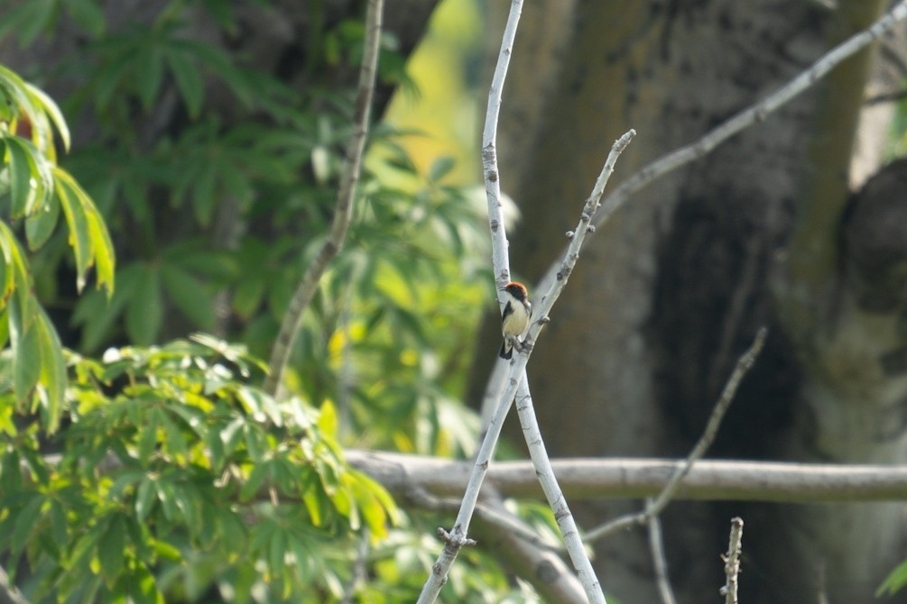 Scarlet-backed Flowerpecker - ML620740697