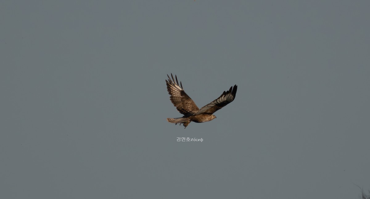 Upland Buzzard - ML620740698