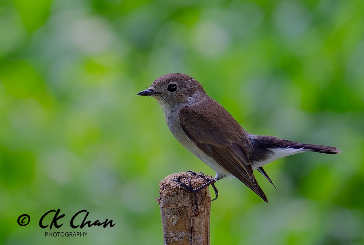 Taiga Flycatcher - ML620740700