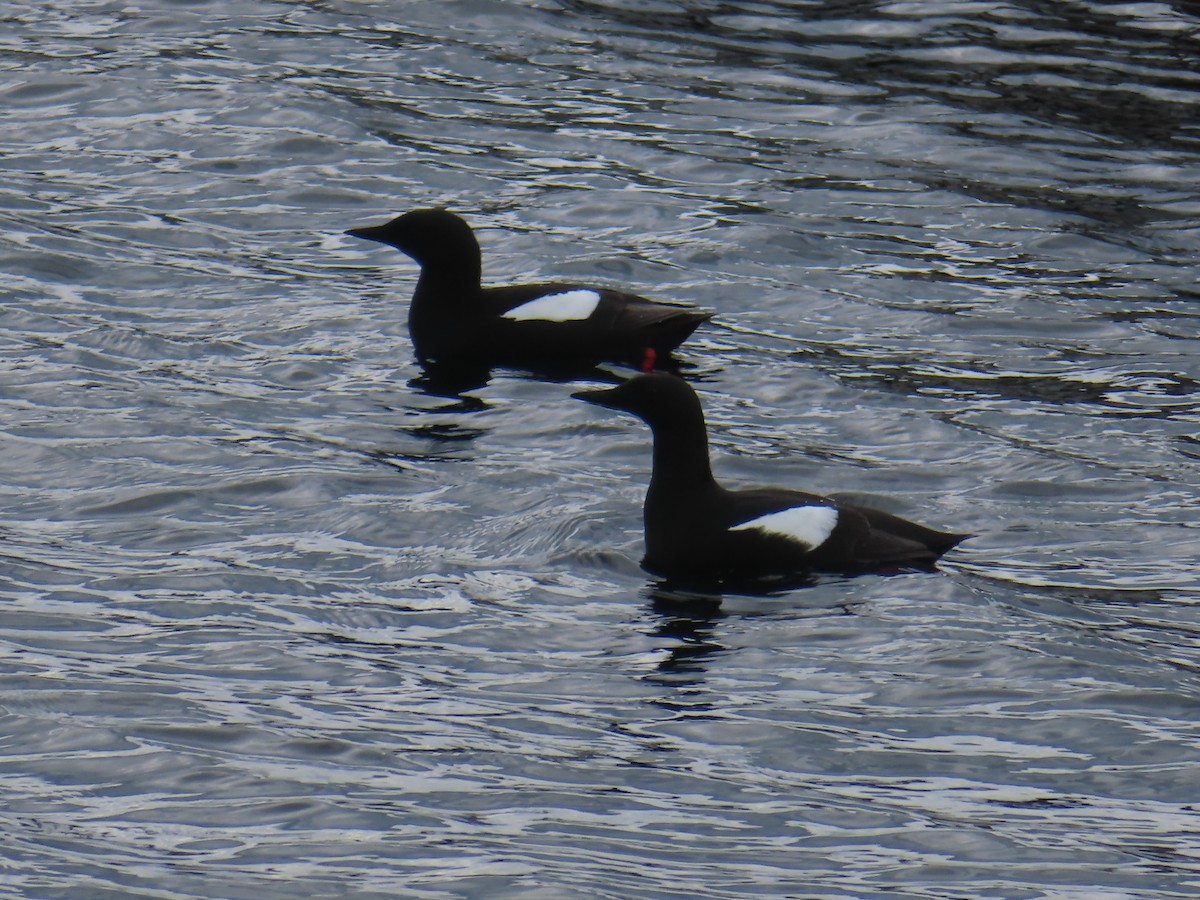 Black Guillemot - ML620740702