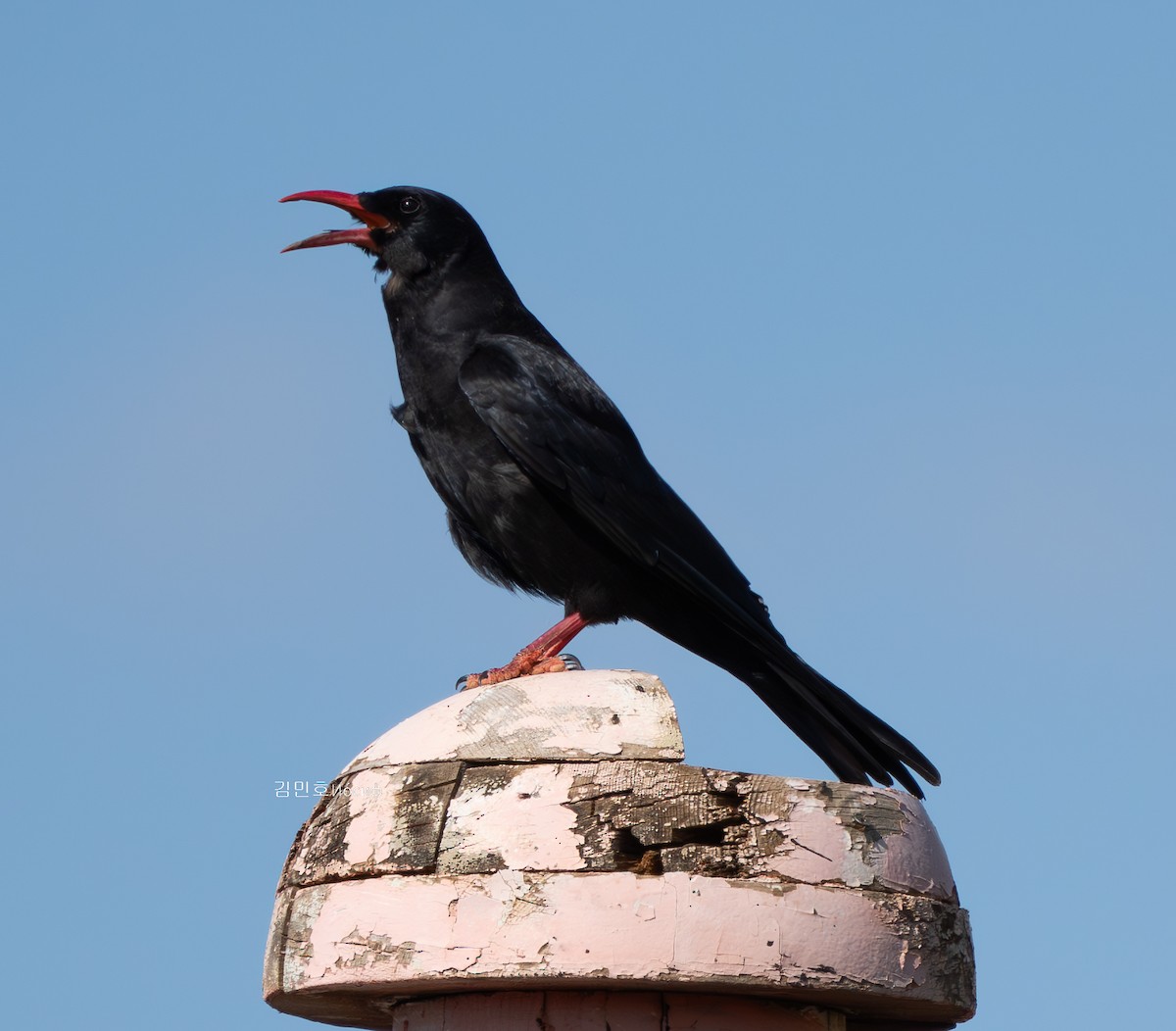 Red-billed Chough - ML620740703