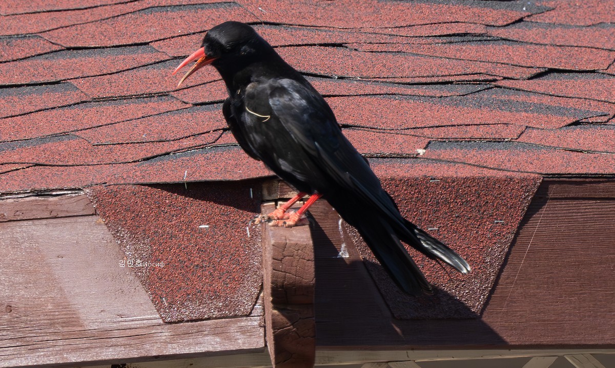 Red-billed Chough - ML620740704