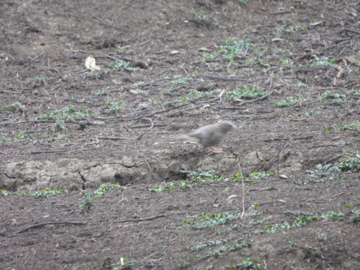 Jungle Babbler - ML620740705