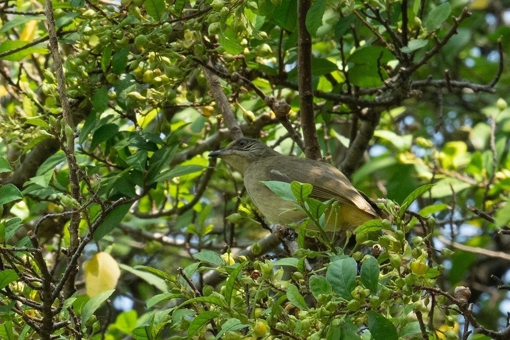 Streak-eared Bulbul - ML620740712