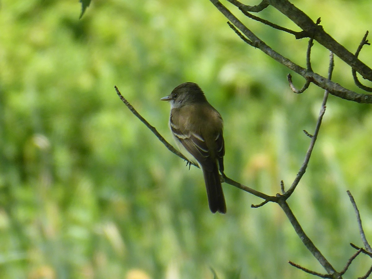 Alder/Willow Flycatcher (Traill's Flycatcher) - ML620740718