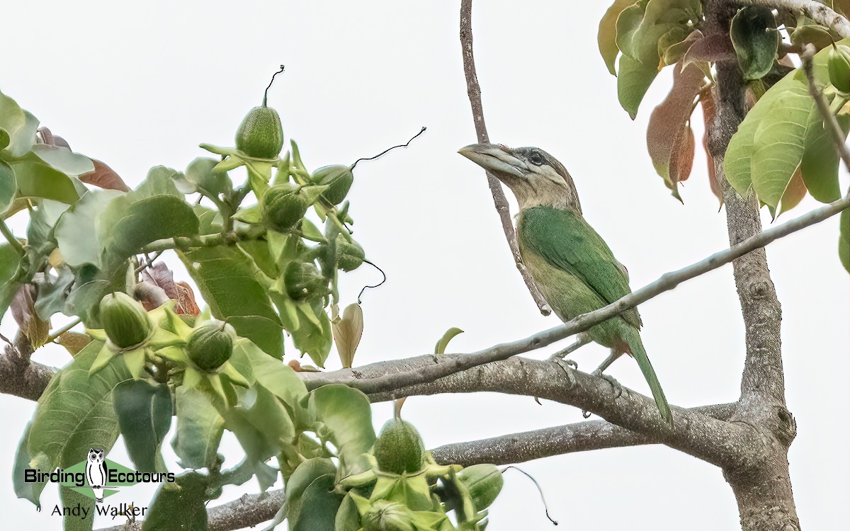 Red-vented Barbet - Andy Walker - Birding Ecotours