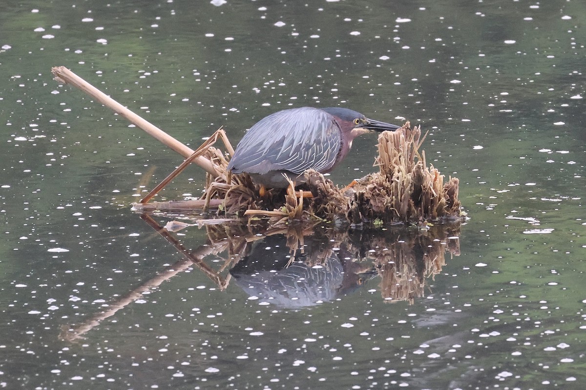 Green Heron - ML620740724