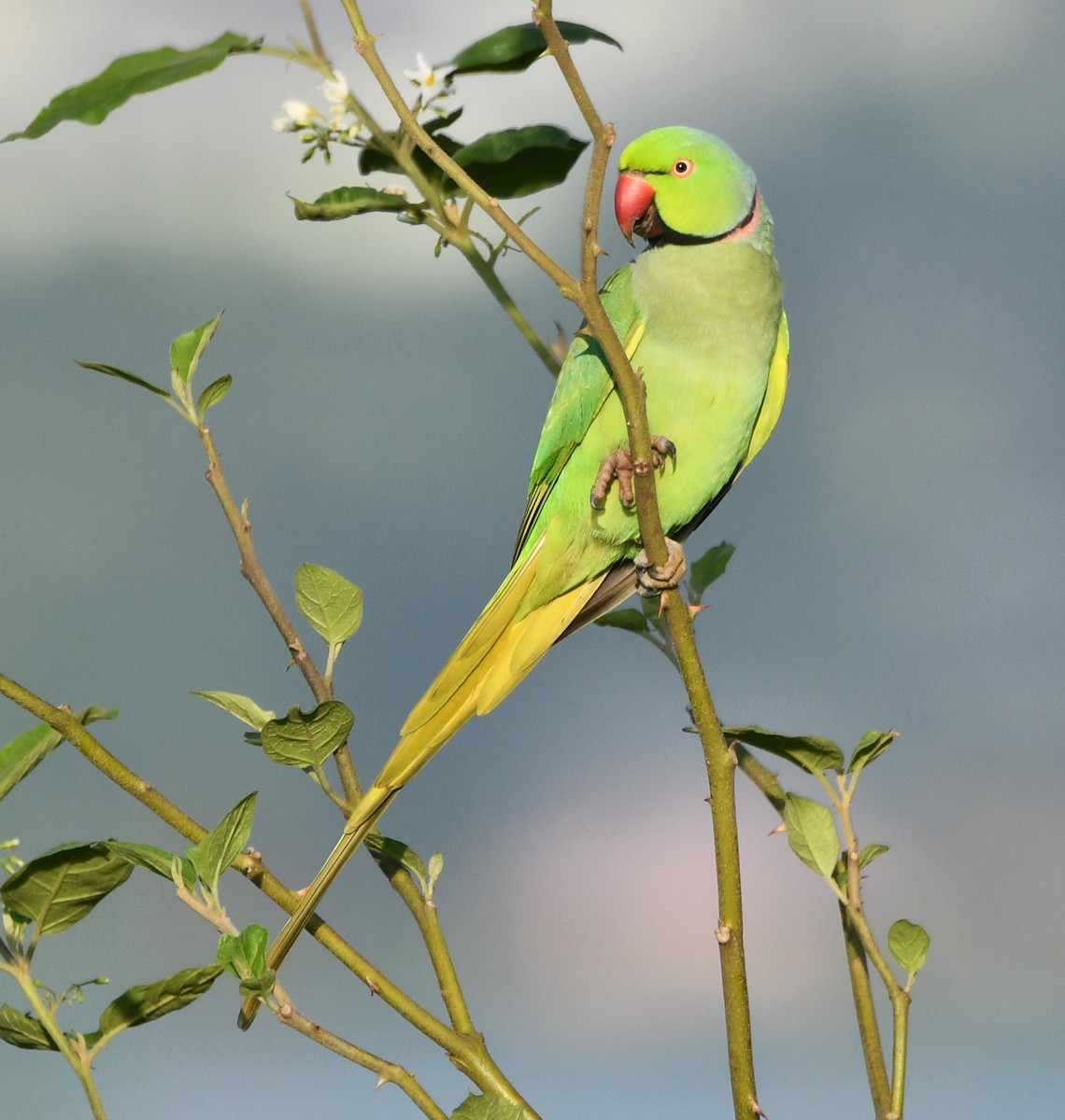 Rose-ringed Parakeet - ML620740727