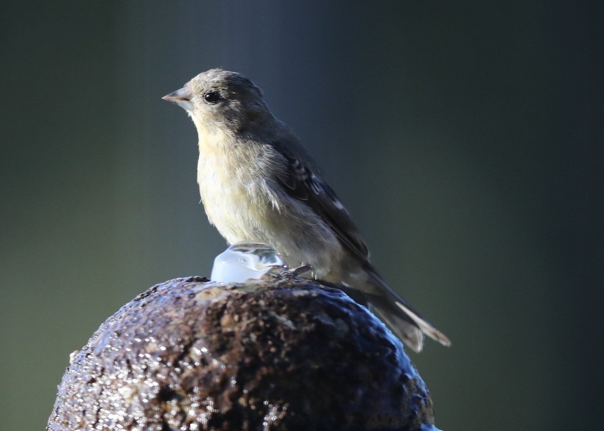 Lesser Goldfinch - ML620740729