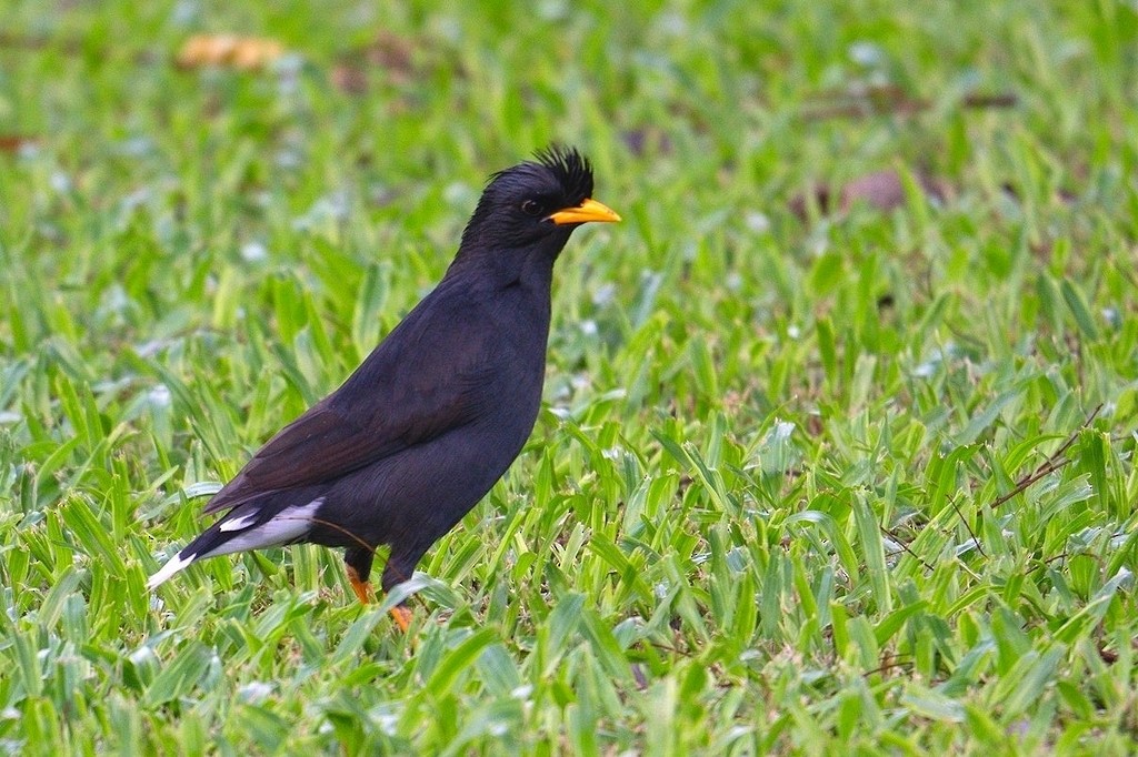 Great Myna - ML620740730