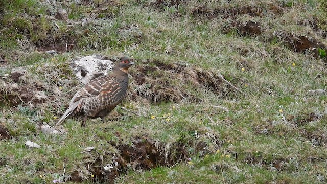 Buff-throated Monal-Partridge - ML620740731