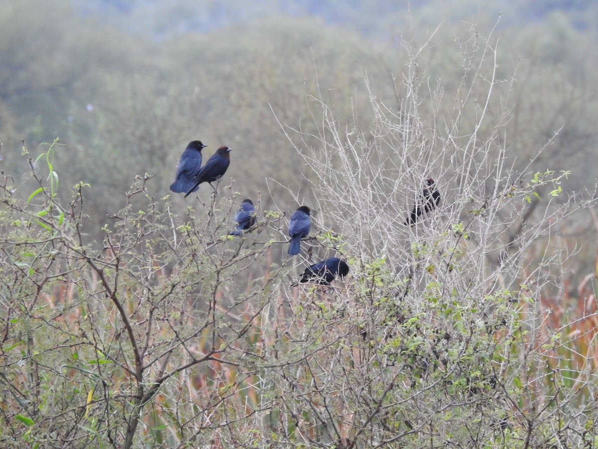 Chestnut-capped Blackbird - ML620740735