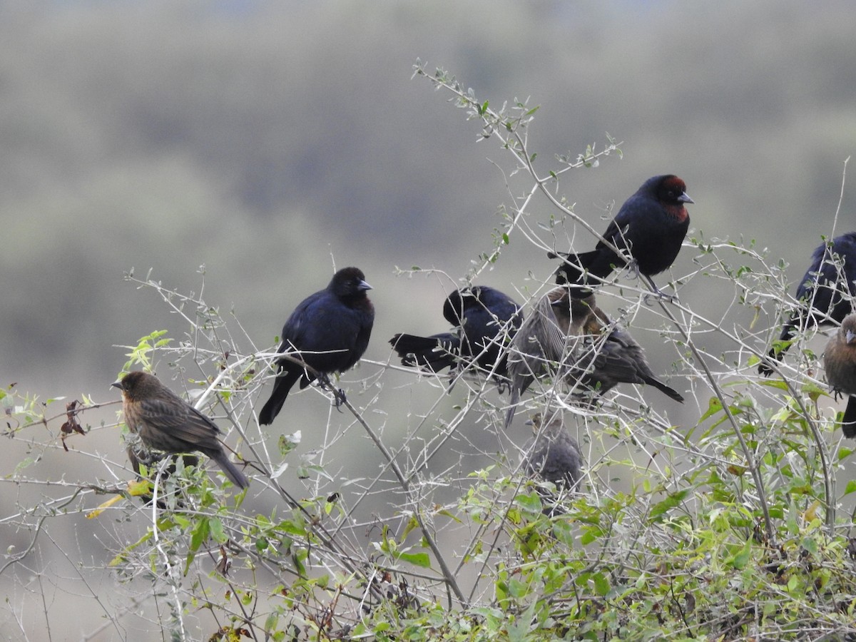 Chestnut-capped Blackbird - ML620740736