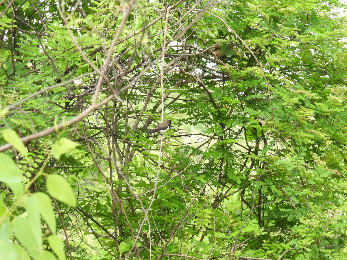 White-rumped Munia - ML620740748