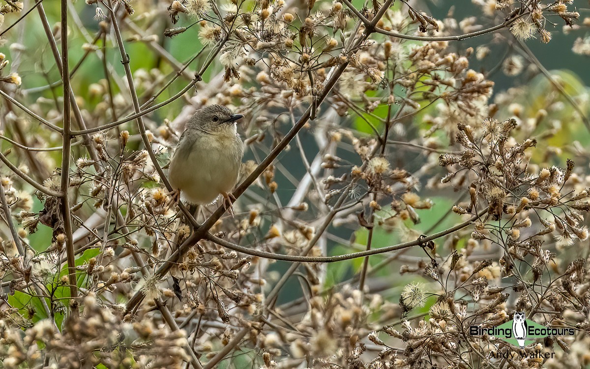 Prinia de Langbian - ML620740749