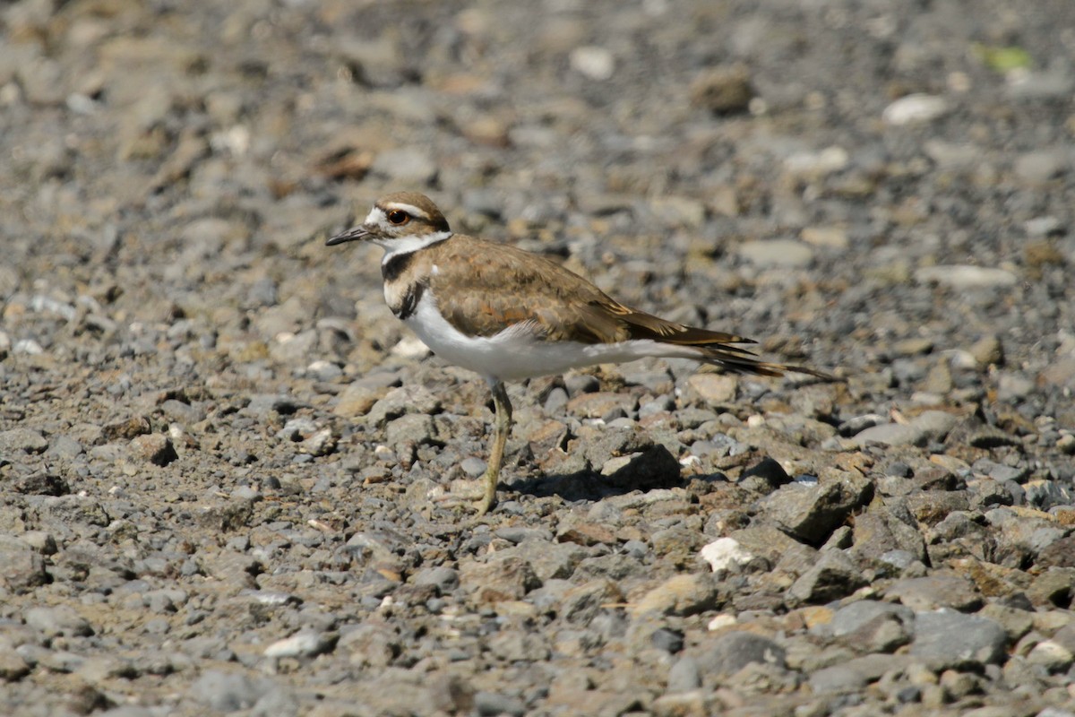 Killdeer - ML620740753