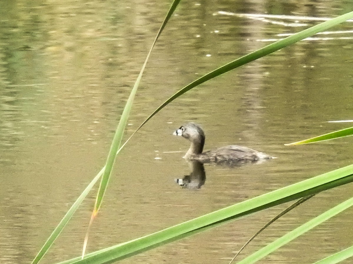 Pied-billed Grebe - ML620740754