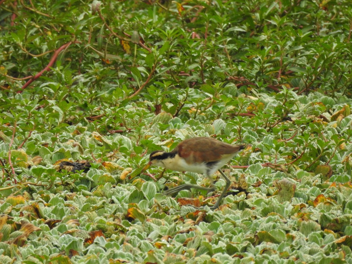 Wattled Jacana - ML620740756