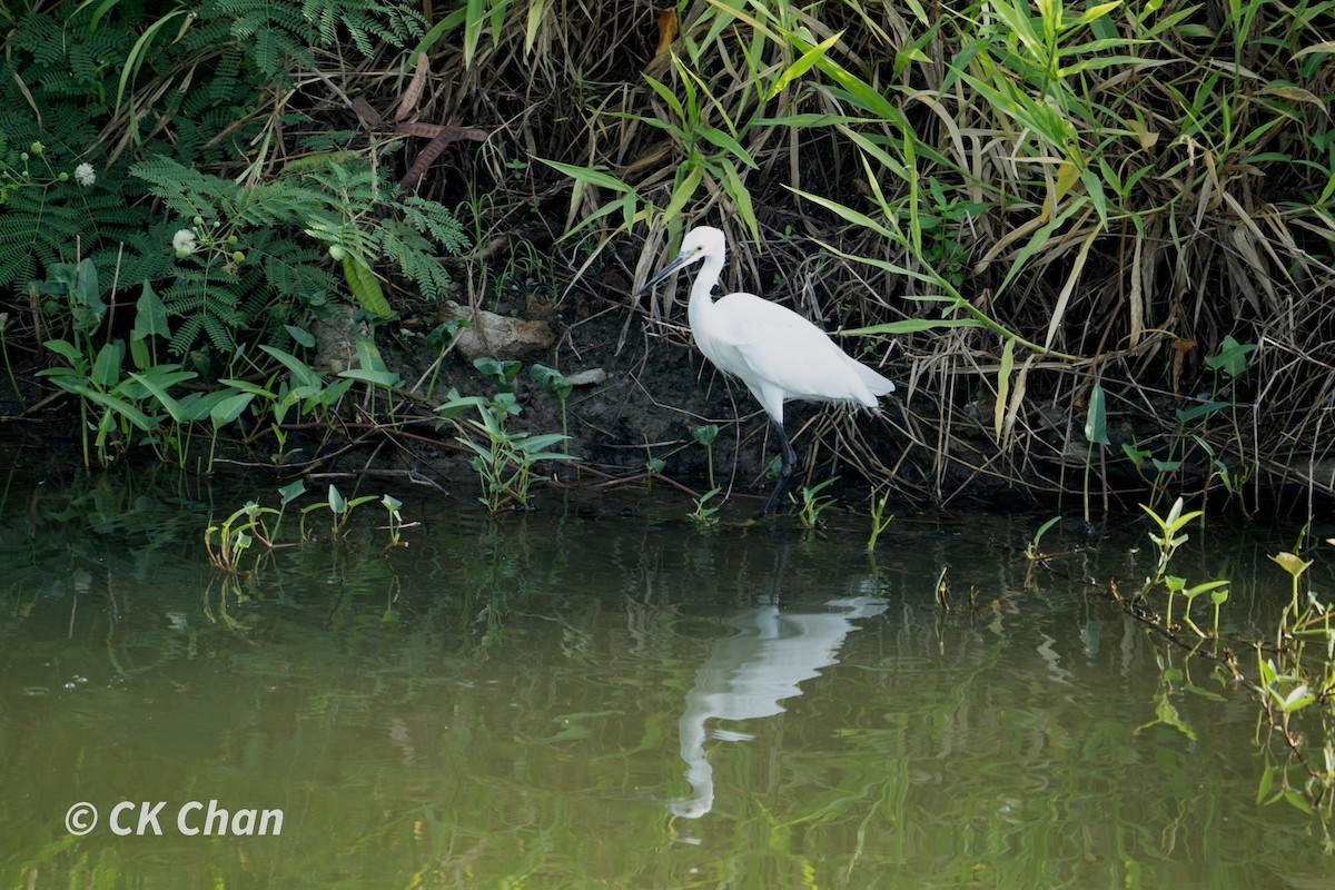 Little Egret - ML620740759