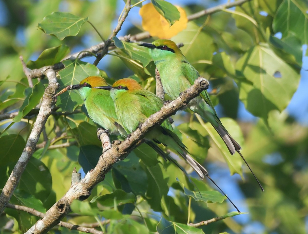 Asian Green Bee-eater - ML620740760