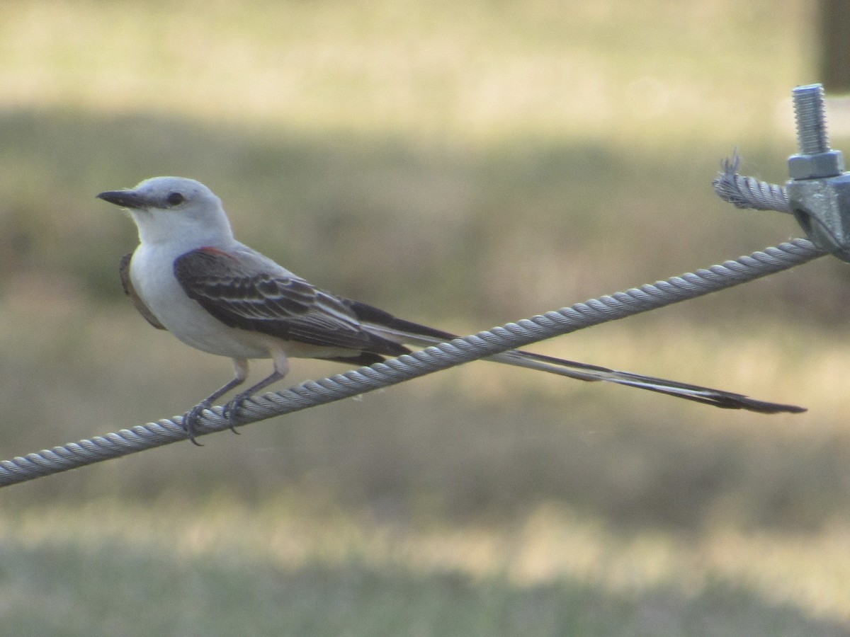 Scissor-tailed Flycatcher - ML620740761