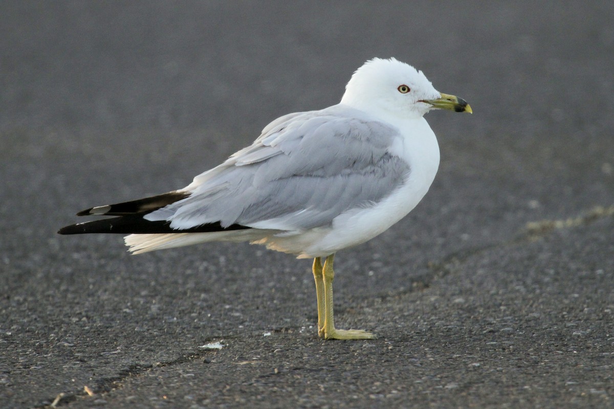 Ring-billed Gull - ML620740762