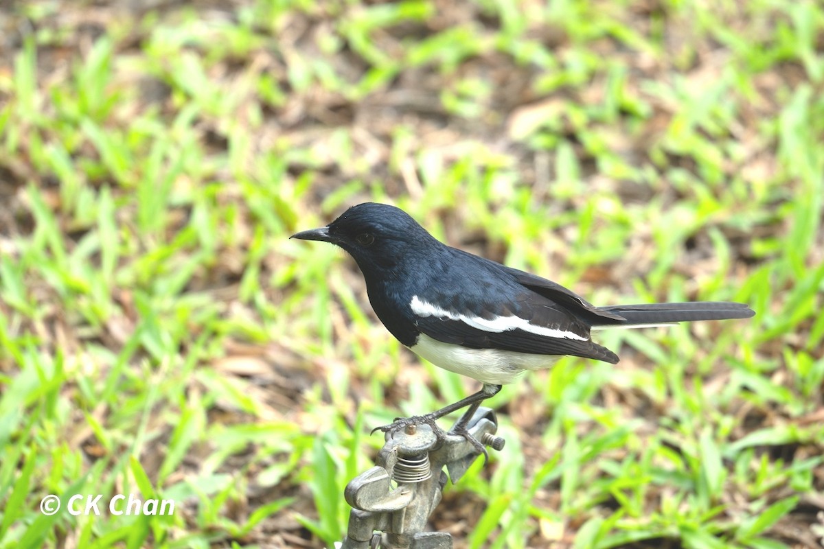 Oriental Magpie-Robin - ML620740764