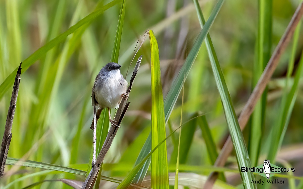 Rufescent Prinia - ML620740786