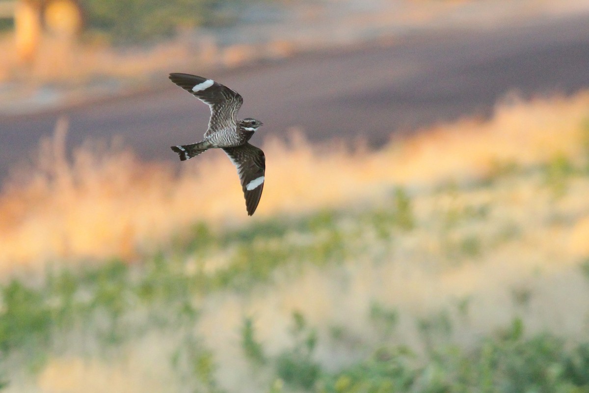 Common Nighthawk - David Marques