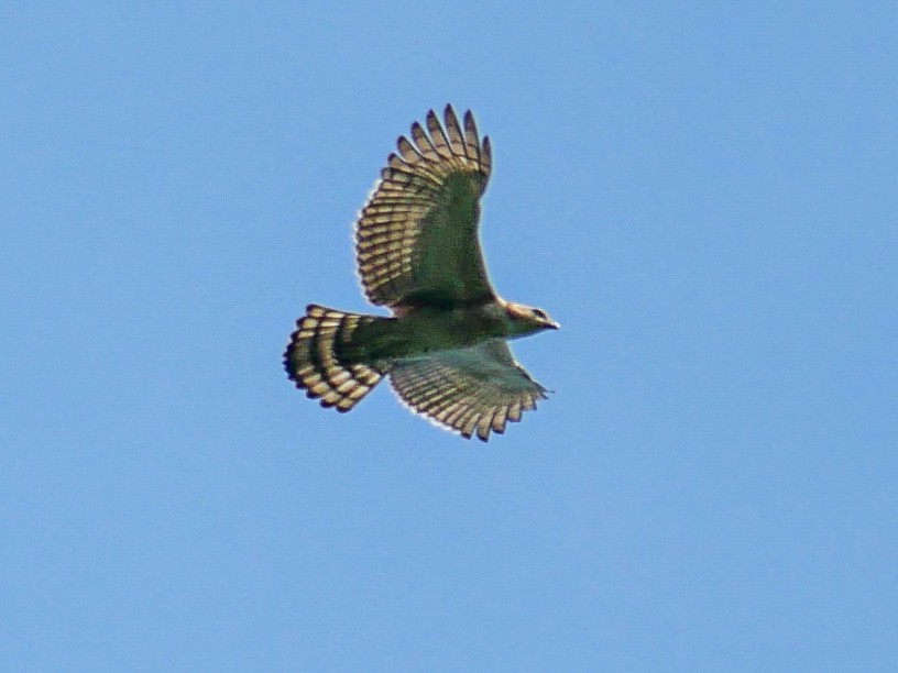 Changeable Hawk-Eagle - ML620740797