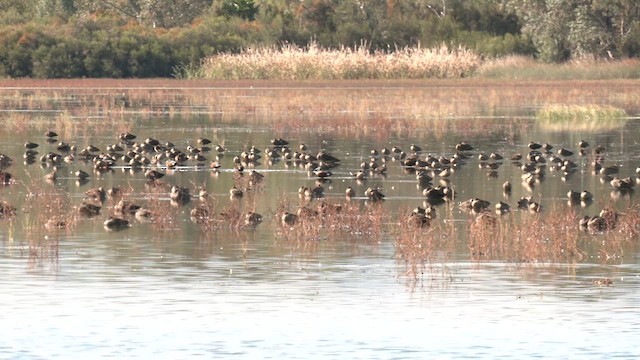 ハイイロコガモ - ML620740799