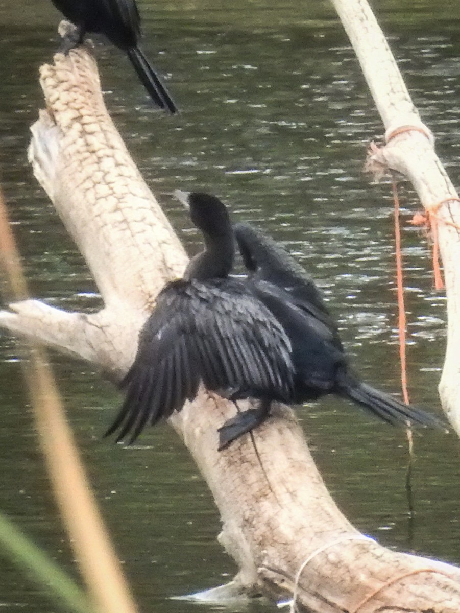 Neotropic Cormorant - ML620740800