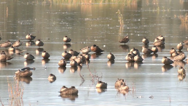 Chestnut Teal - ML620740802