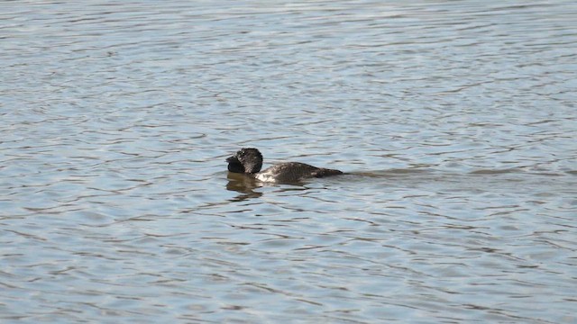 Musk Duck - ML620740803