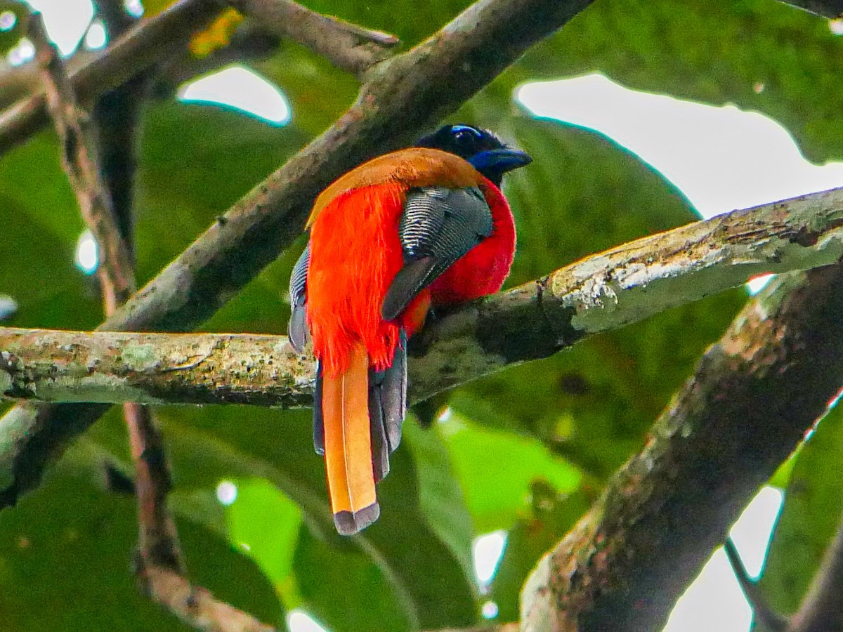 rødgumptrogon - ML620740804